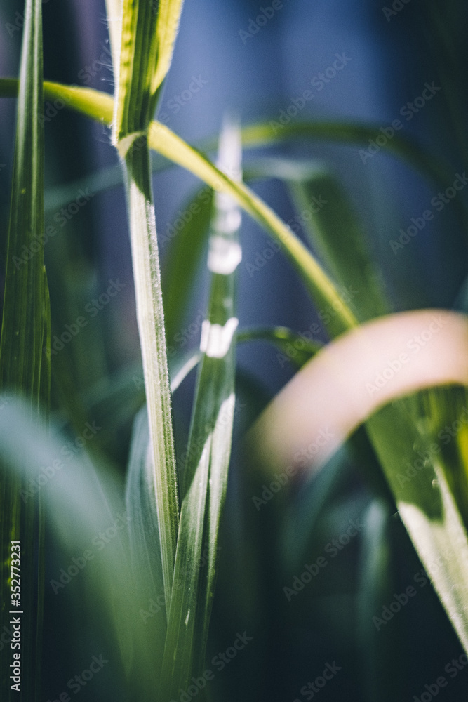 Fototapeta premium triumph of green plants