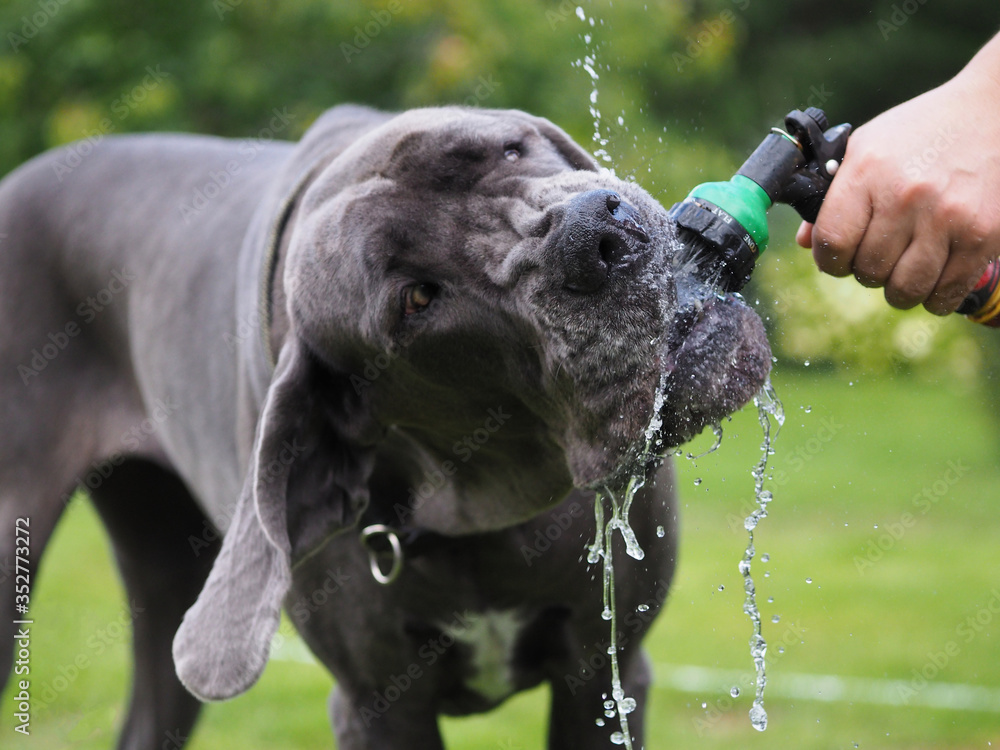 Spraying dog top with water hose