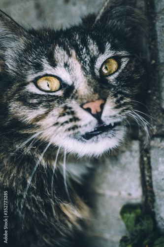 Fototapeta Naklejka Na Ścianę i Meble -  the kindest cat