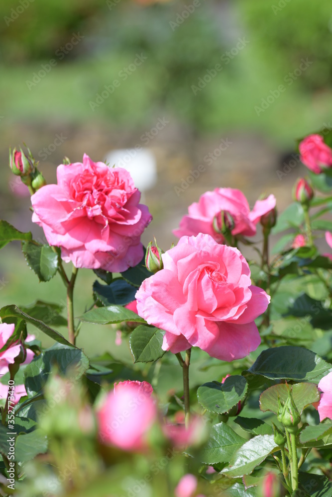 薔薇の花 薔薇の花