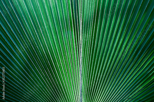 green leaf tropical texture background