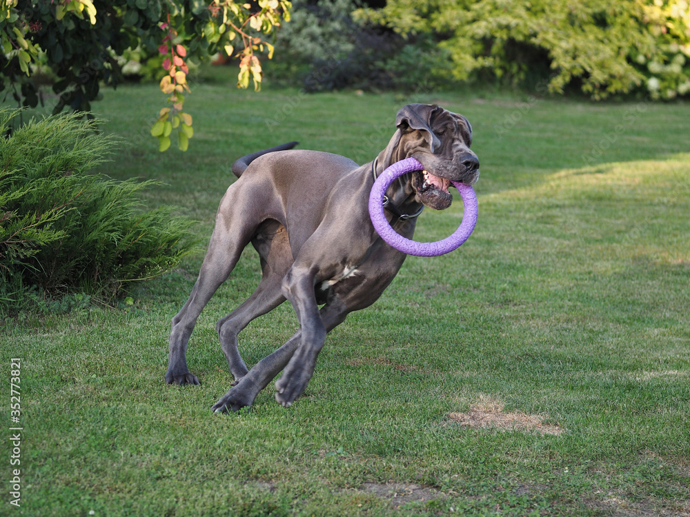A beautiful big dog runs fast and holds a sports projectile ring in his teeth. Playing dogs in the summer garden.