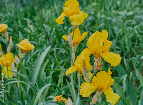 yellow irises on a background of green grass in a sunny May house