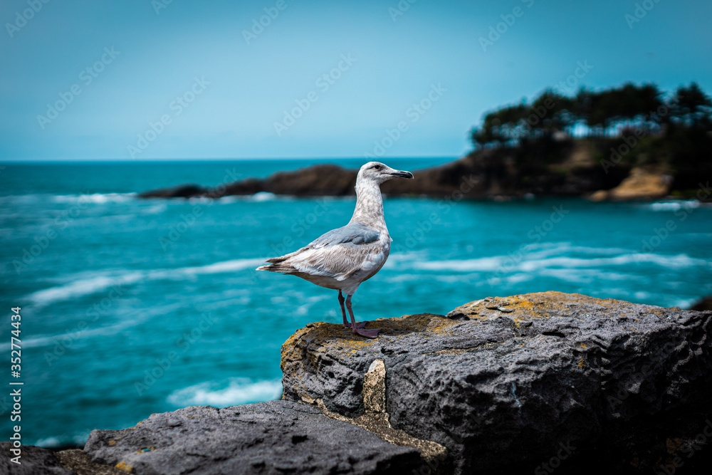 Friendly, neighborhood, the Seagull