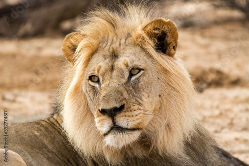 Fototapeta Naklejka Na Ścianę i Meble -  Head portrait of lion in Kgalagadi Park, Kalahari