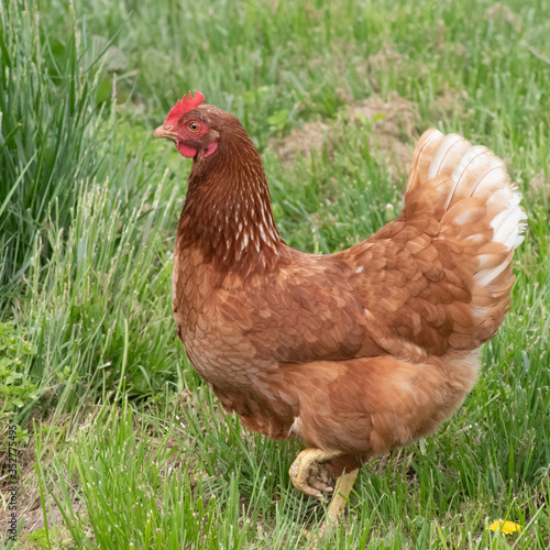 Free range red hen strikes happy pose on organic farm. Green natural grassy meadow background soft clean feathers with negative copy space and earth-friendly healthy vibe