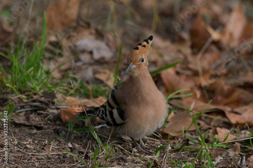 Abubilla (Upupa epops)