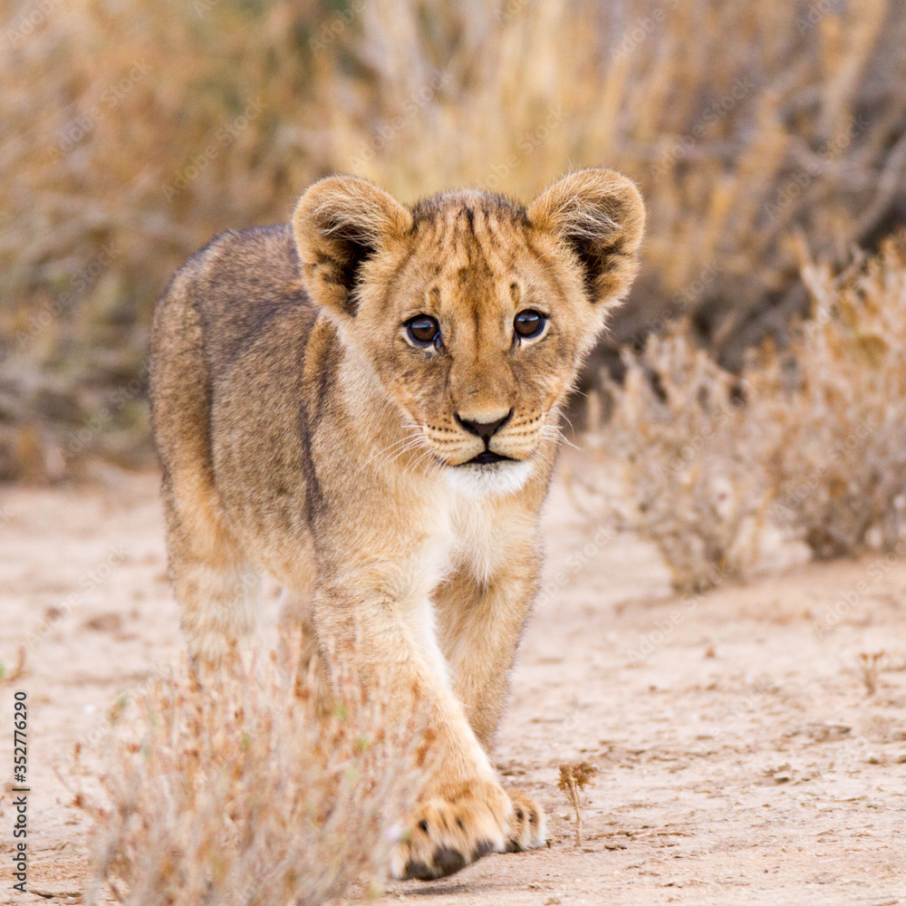 Fototapeta premium Curious lion cub in Kalahari, Kgalagadi