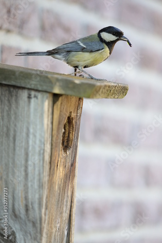  A great tit on top of a bird cage with a worm in its mouth. photo