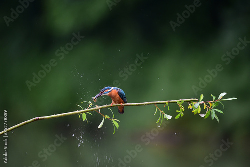 A common Indian kingfisher bird photo