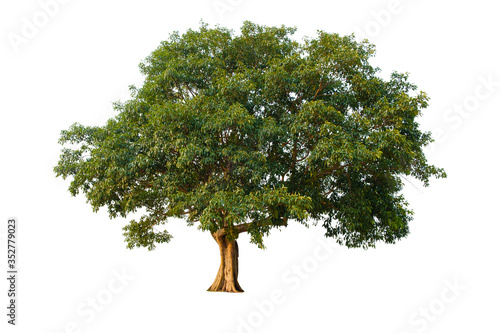 Tree in isolated white background with clipping path.Fig trees are many years old.The tree has large green leaves.