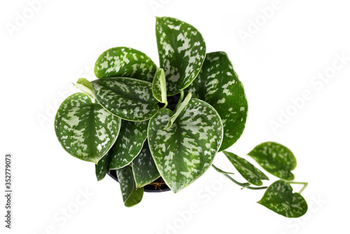 Top view of 'Scindapsus Pictus Argyraeus' tropical house plant, also called 'Satin Pothos' with velvet texture and silver spot pattern isolated on white background photo