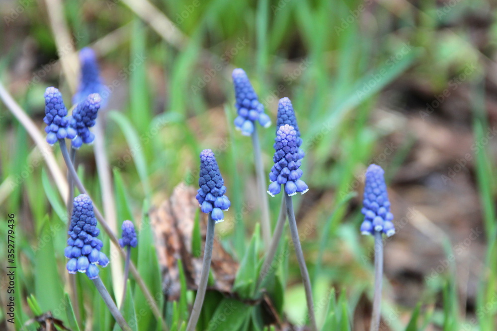 Beautiful white blue blue purple flowers with green leaves grow from black earth among dry foliage in spring. Beautiful white blue blue purple flowers with green leaves grow from black earth among dry foliage in spring.