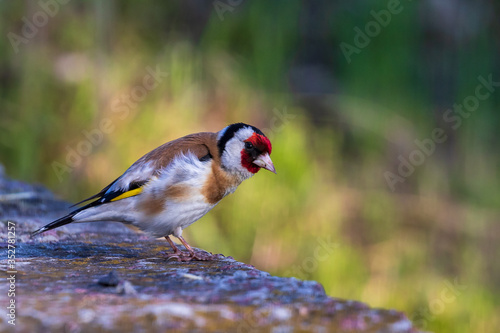 Quadro su tela Bright colorful bird Goldfinch stands on a stone against a background of bright greenery
