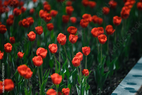 Fototapeta Naklejka Na Ścianę i Meble -  Beautiful flowers tulips in the spring garden. gardening hobby. Natural spring garden background.