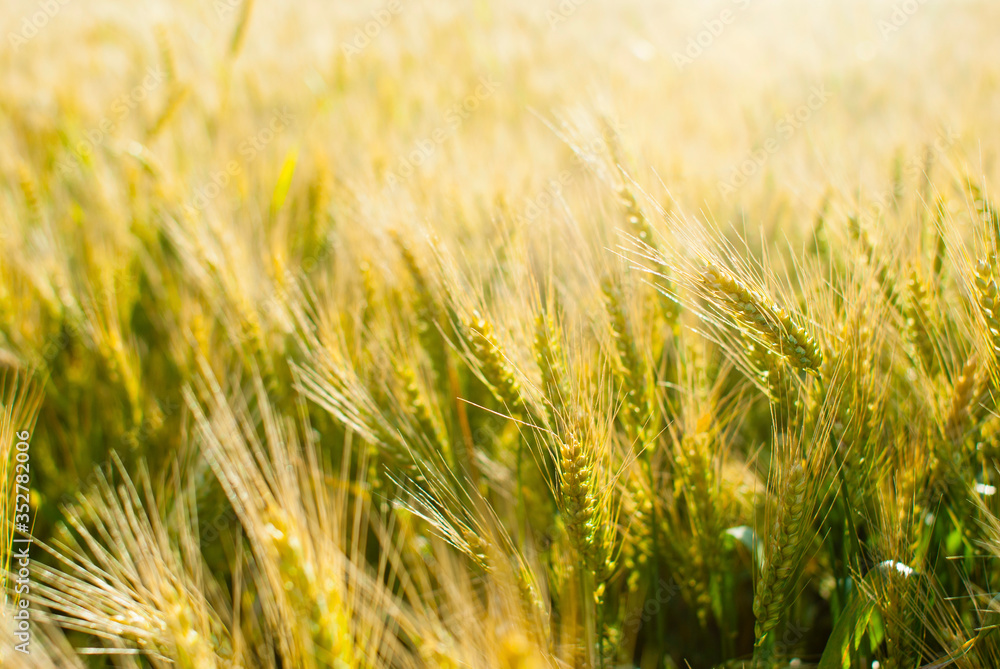 Fototapeta premium Wheat field