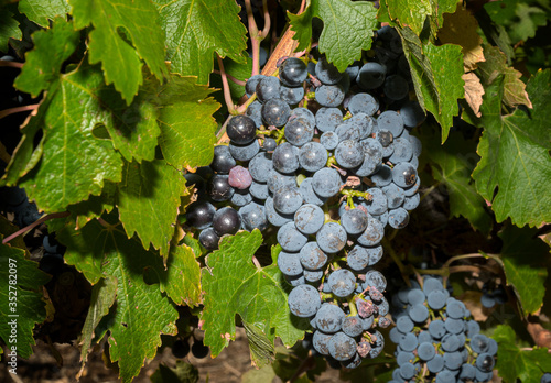 Black grapes growing on the vine in Coonawarra which is considered to be the pre-eminent producer of Cabernet Sauvignon in Australia creating medium to full-bodied wines.  photo