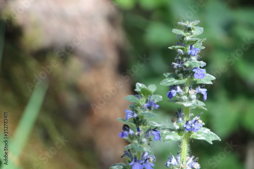 isolierte blüten einer blau blühenden waldblume photo