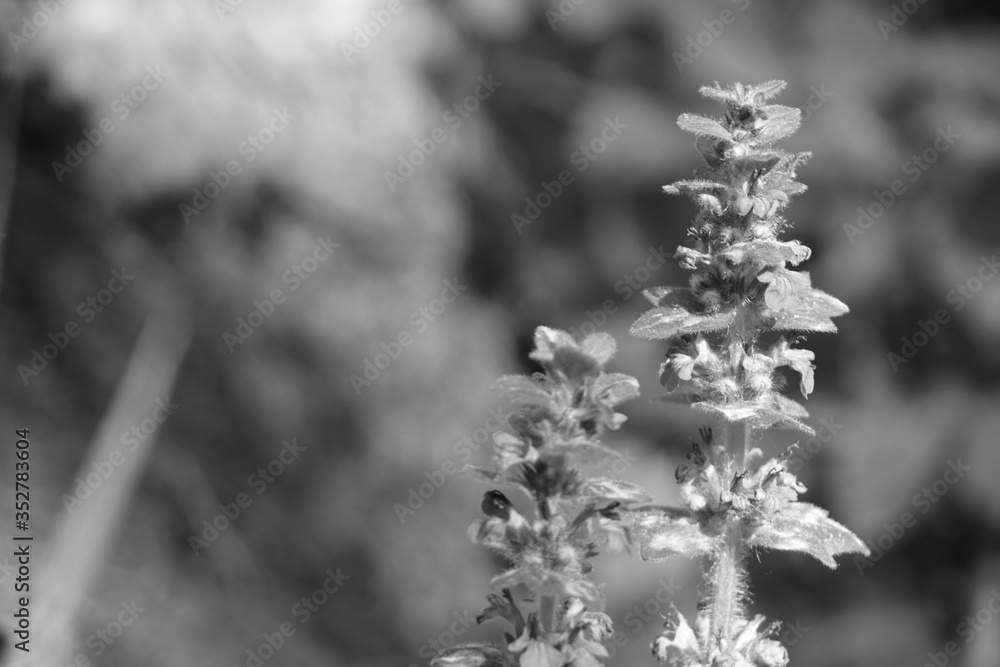schwarz-weiß foto von einer waldblume im frühling schwarz-weiß foto von einer waldblume im frühling