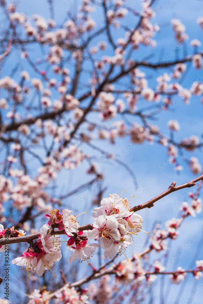 Spring garden. Flowering branch of the apricot tree close-up. Soft selective focus. Spring garden. Flowering branch of the apricot tree close-up. Soft selective focus.