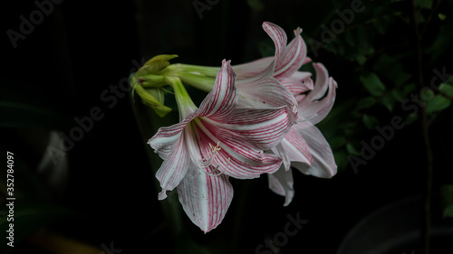 Amaryllis belladonna, Jersey lily, belladonna-lily, naked-lady-lily, March lily