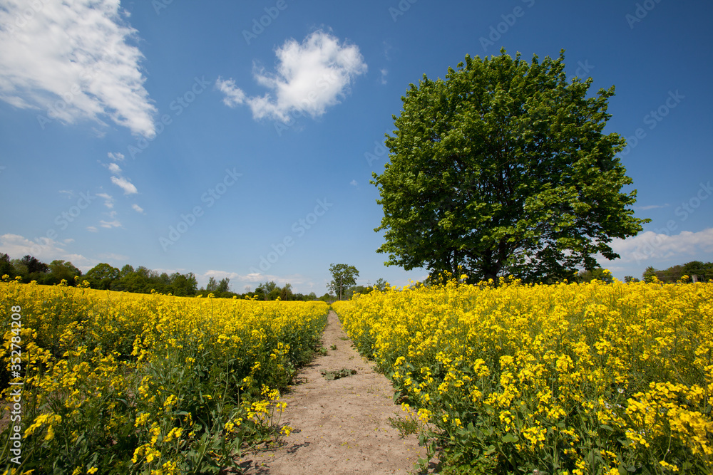 Fototapeta premium Pole kwitnącego rzepaku.