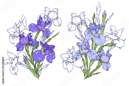 Iris flowers, composition of purple and blue irises, vector illustration