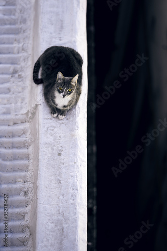 grey cat on the roof