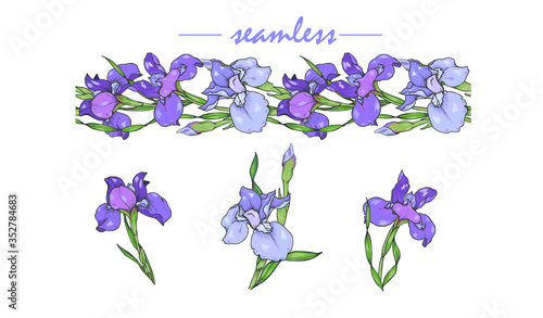 Iris flowers isolated and seamless pattern of purple and blue irises, vector illustration