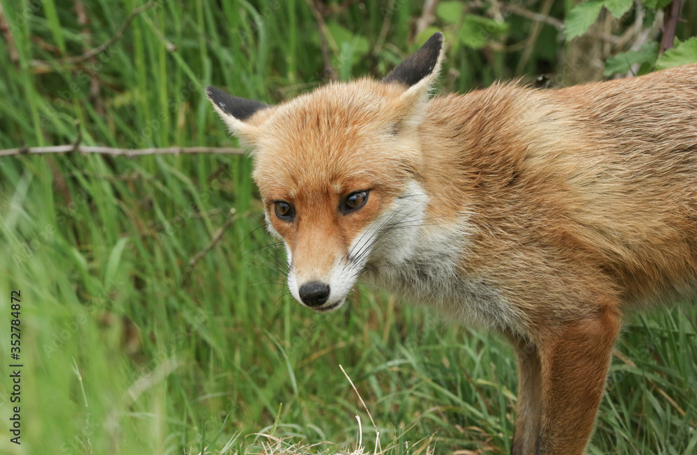 Fototapeta premium A cute male wild Red Fox, Vulpes vulpes, hunting in a field in spring.