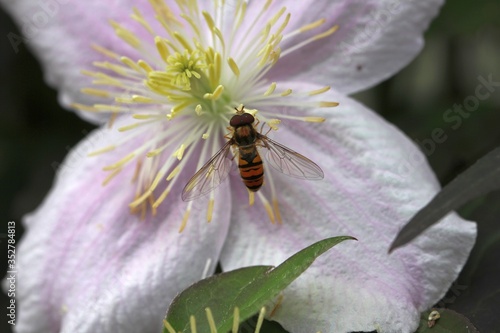 Schwebfliege auf Clematis Blüte