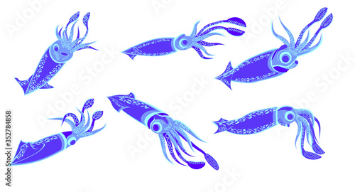 Squid isolated on white background set,vector illustration