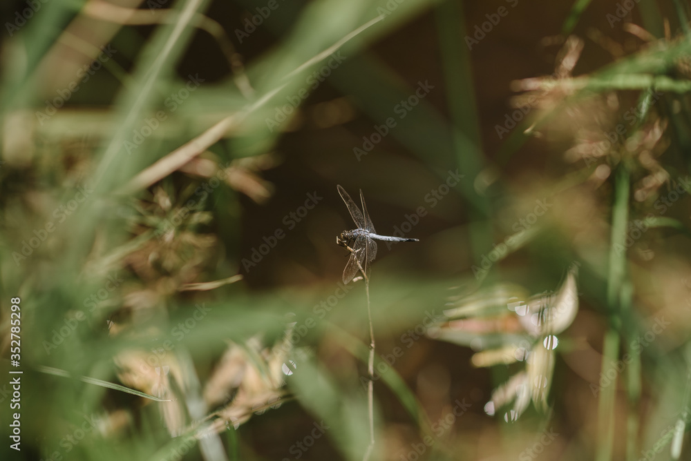 Dragonfly between grasses landscape view Dragonfly between grasses landscape view
