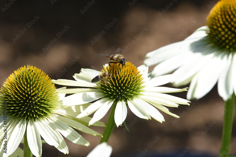 Obraz premium Sonnenhut