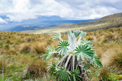 fuzzy plant on a mountainside 