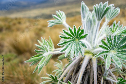 mountain plant at high altitude