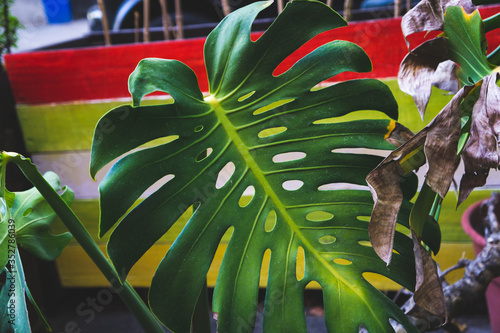 Tropical plant with huge leaf