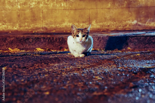 Cat in the street at night