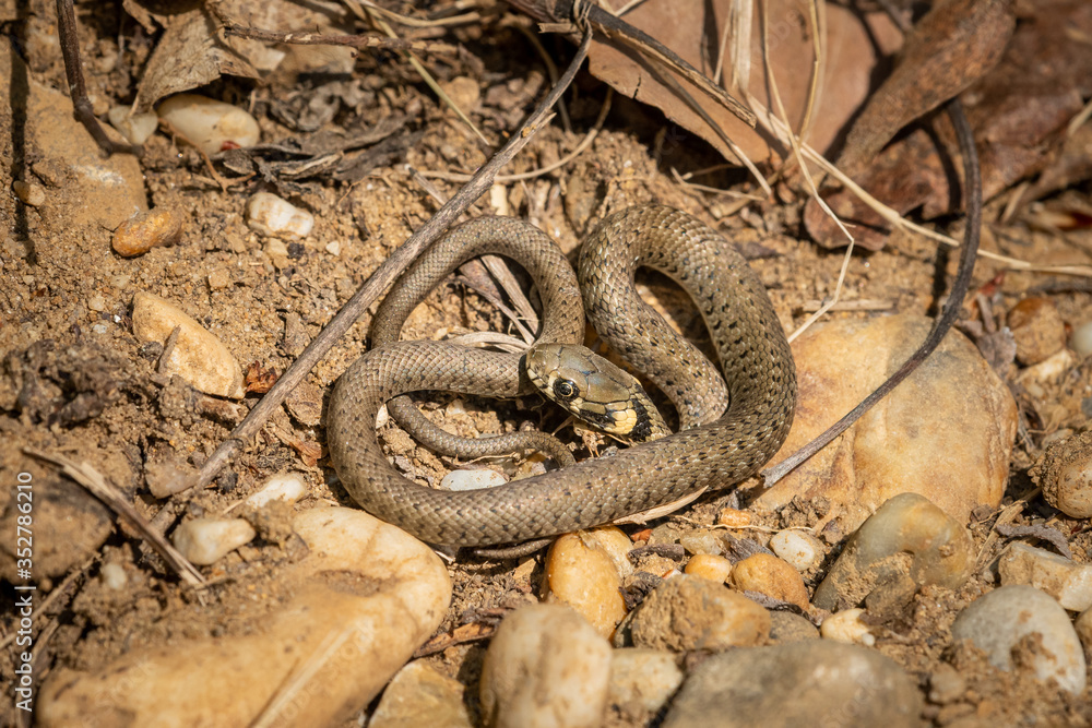 Obraz premium A very young grass snake on the ground