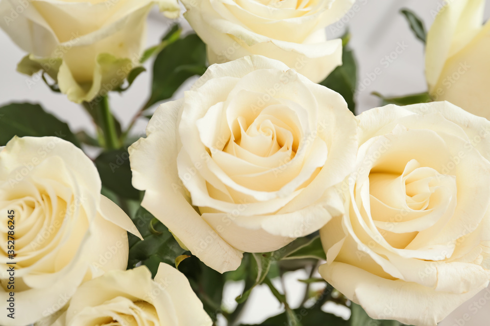 Beautiful white roses, closeup view Beautiful white roses, closeup view
