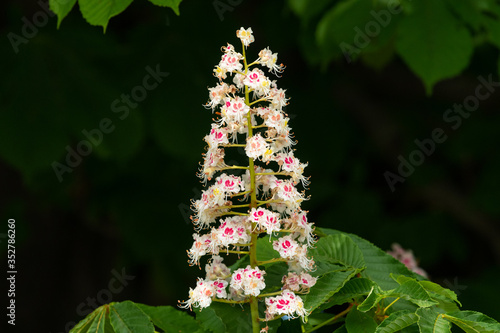 Closeup of the blossoms of a horse Chestnut tree