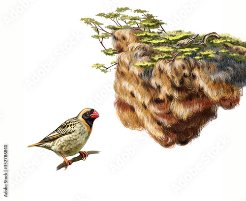 sociable weaver (Philetairus socius) and nest