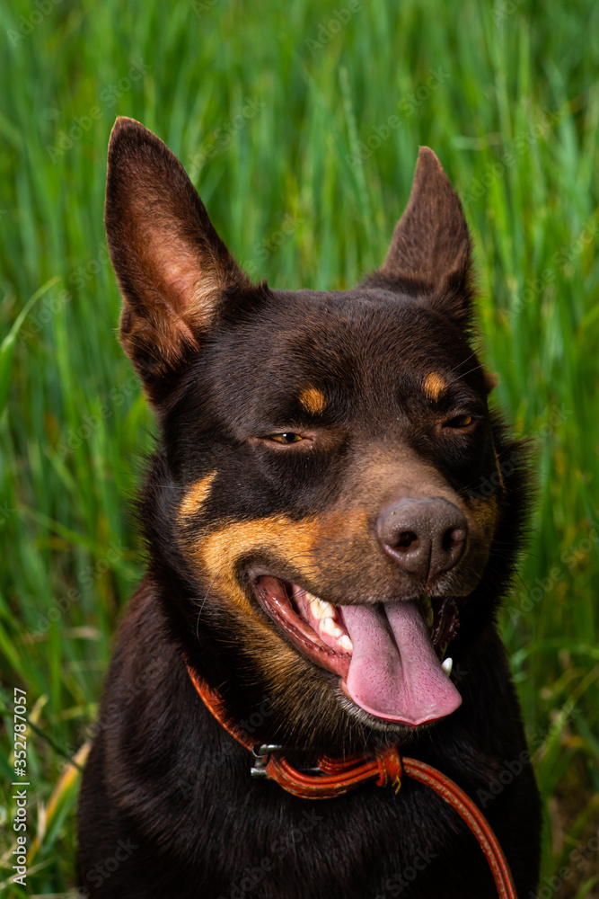 australian kelpie dog portrait on green grass background australian kelpie dog portrait on green grass background