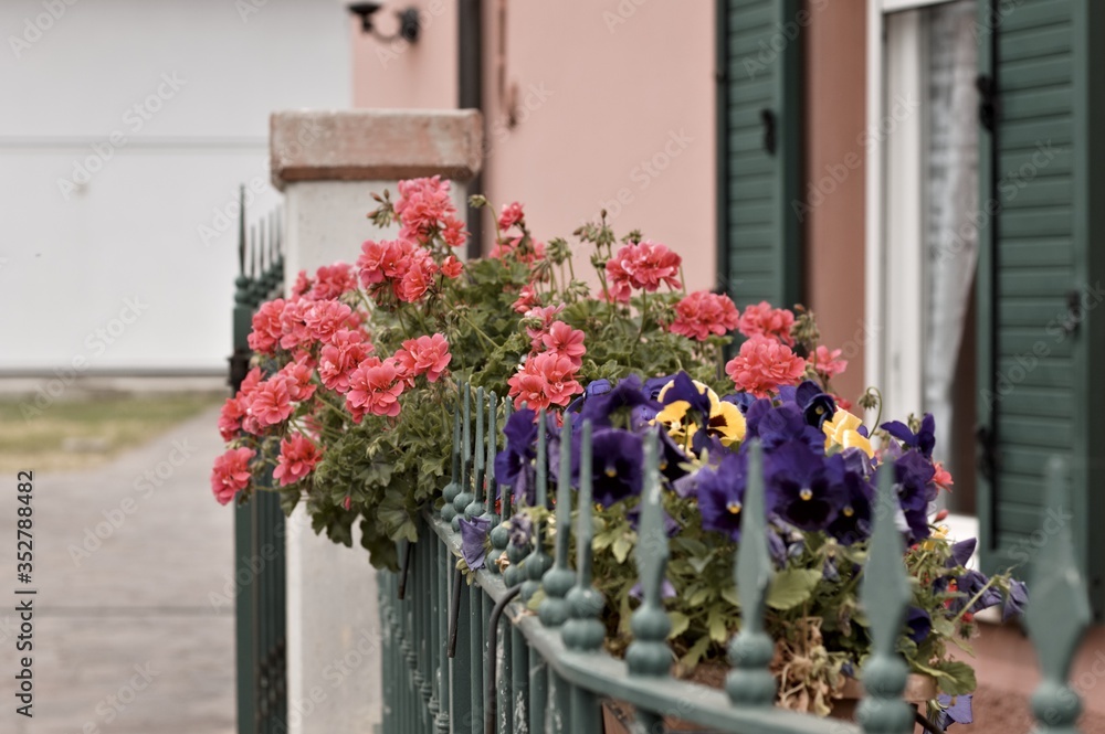 A bouquet of violet, yellow and pink flowers in a vase on the railing (Pesaro, Italy, Europe)