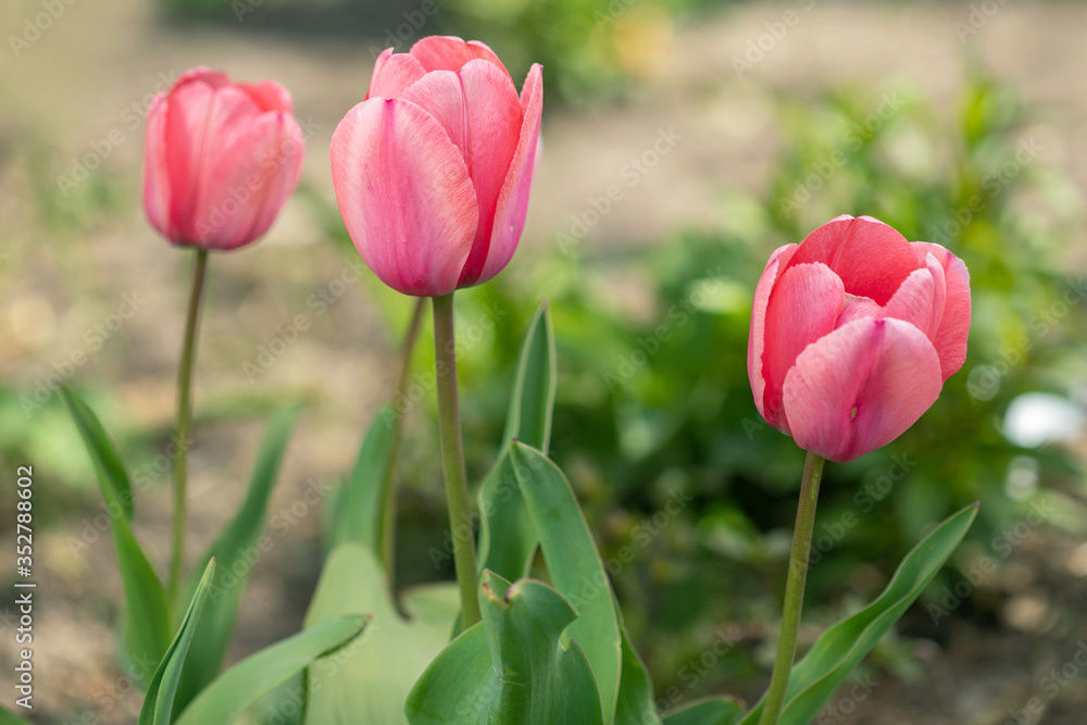 Fototapeta premium Blooming spring flowers tulips in the sunlight