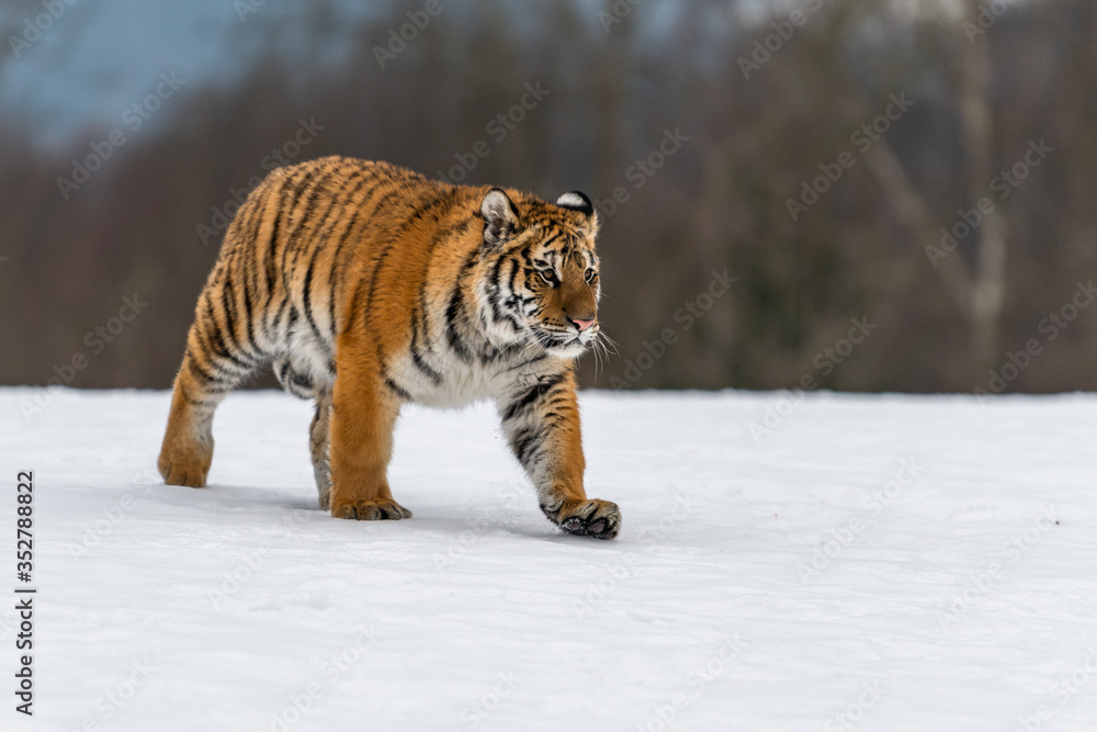 Fototapeta premium Siberian Tiger running in snow. Beautiful, dynamic and powerful photo of this majestic animal. Set in environment typical for this amazing animal. Birches and meadows