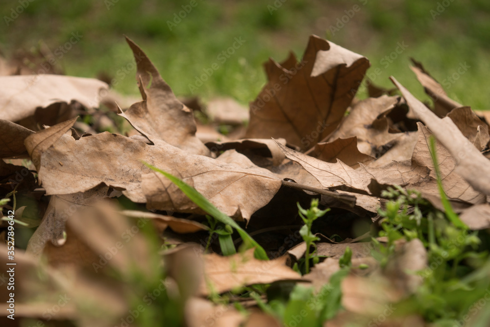 Otoño Otoño