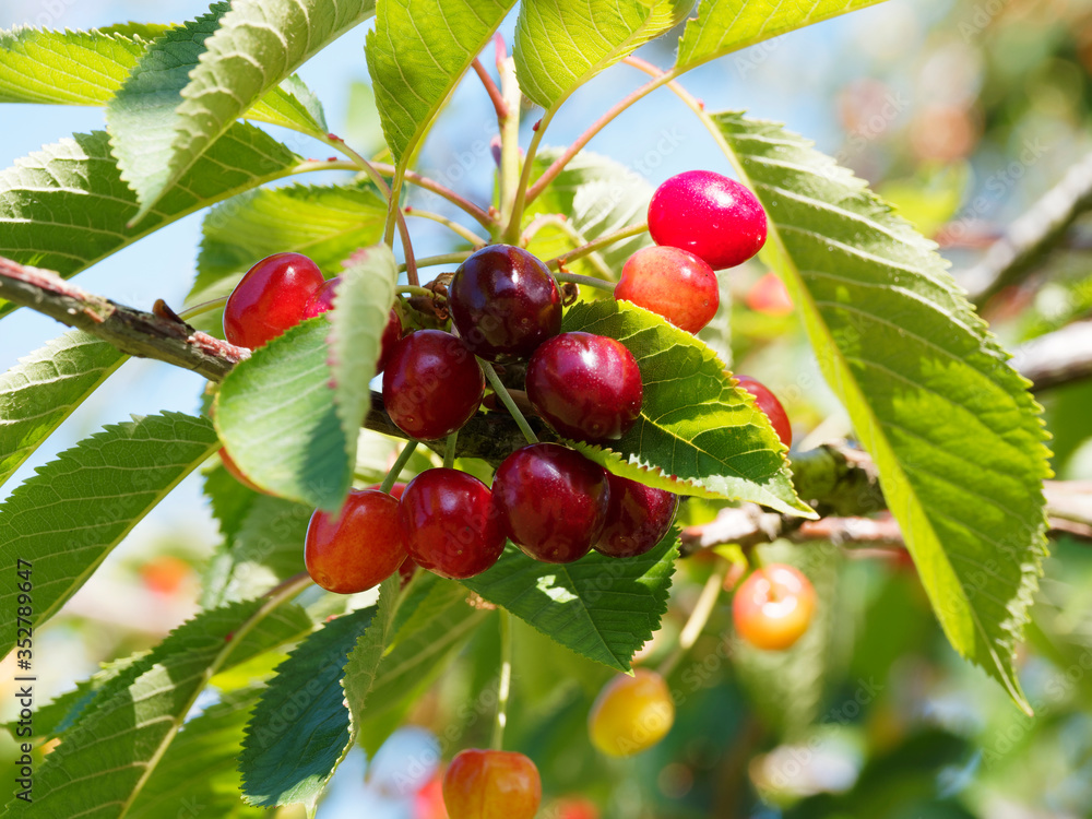 (Prunus cesarus) Branche de cerisier ou griottier garnies de petites cerises rouge vif ou morelles en cours de maturation (Prunus cesarus) Branche de cerisier ou griottier garnies de petites cerises rouge vif ou morelles en cours de maturation