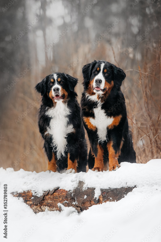 two happy bernese mountain dogs posing in winter