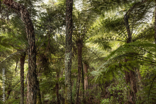 New Zealand Tree Fern - Dicksonia squarrosa photo